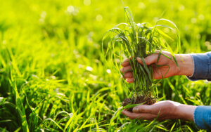 entretenir une pelouse