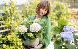 hortensia blanc