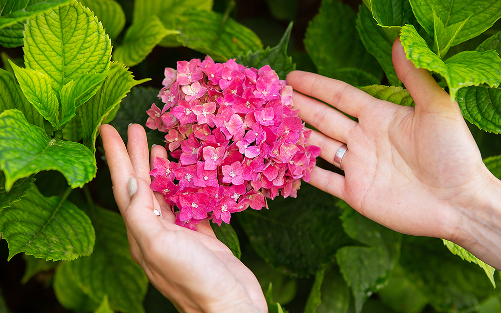 hortensia rose