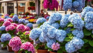 hortensia bleu rose