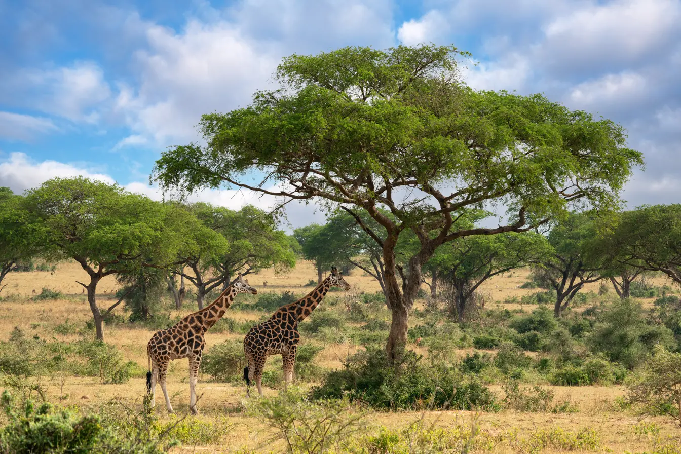 Assurance voyage Tanzanie Safari et savane en Tanzanie